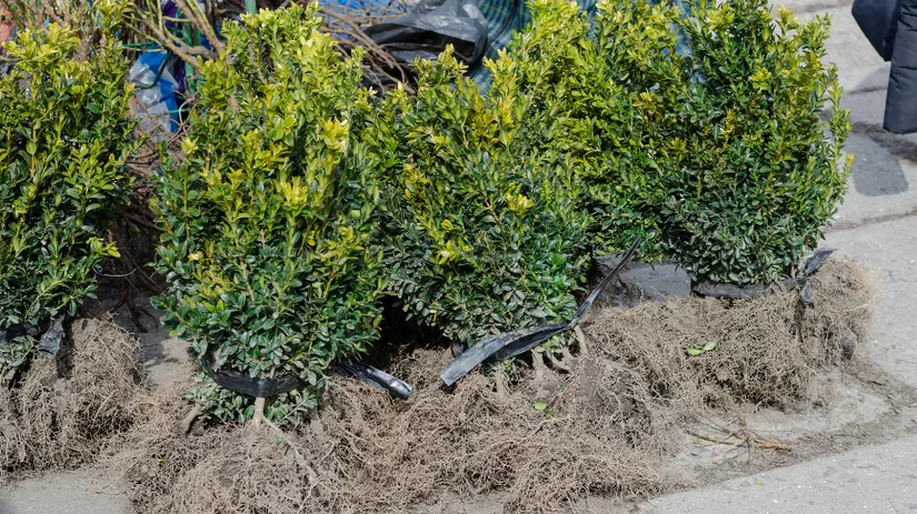 Planten en bomen planten met blote wortels Planten en bomen planten met blote wortels