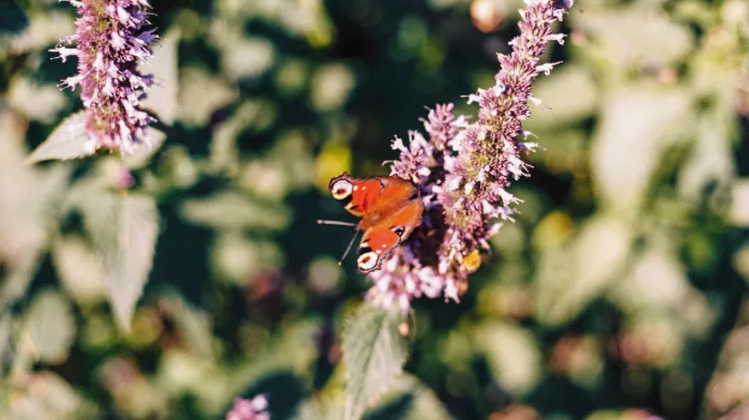 Nuttige insecten in de moestuin Nuttige insecten in de moestuin