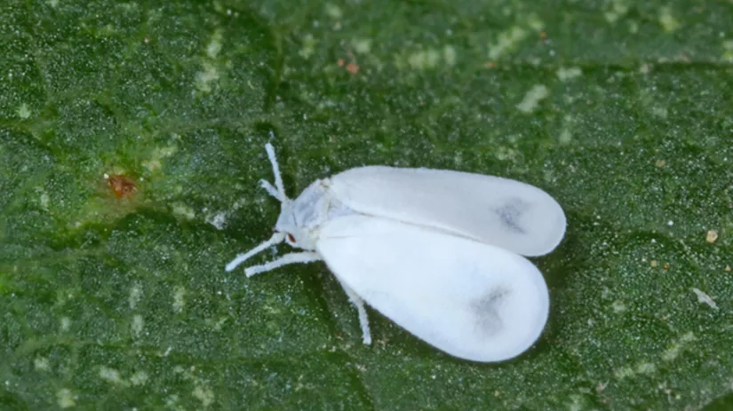 witte-vlieg Witte vlieg bestrijden