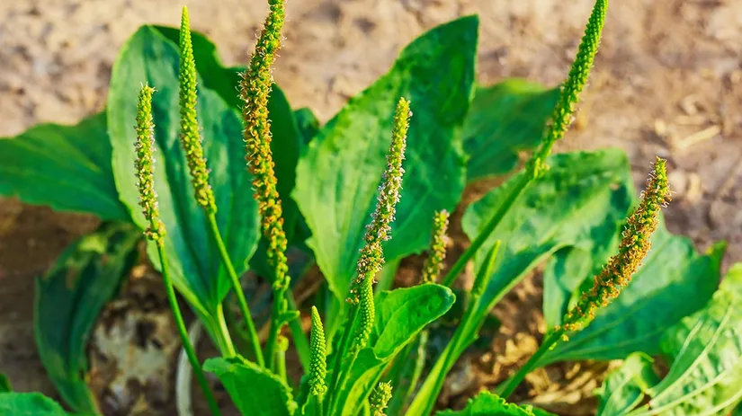 weegbree-broadleaf-plantain Weegbree bestrijden