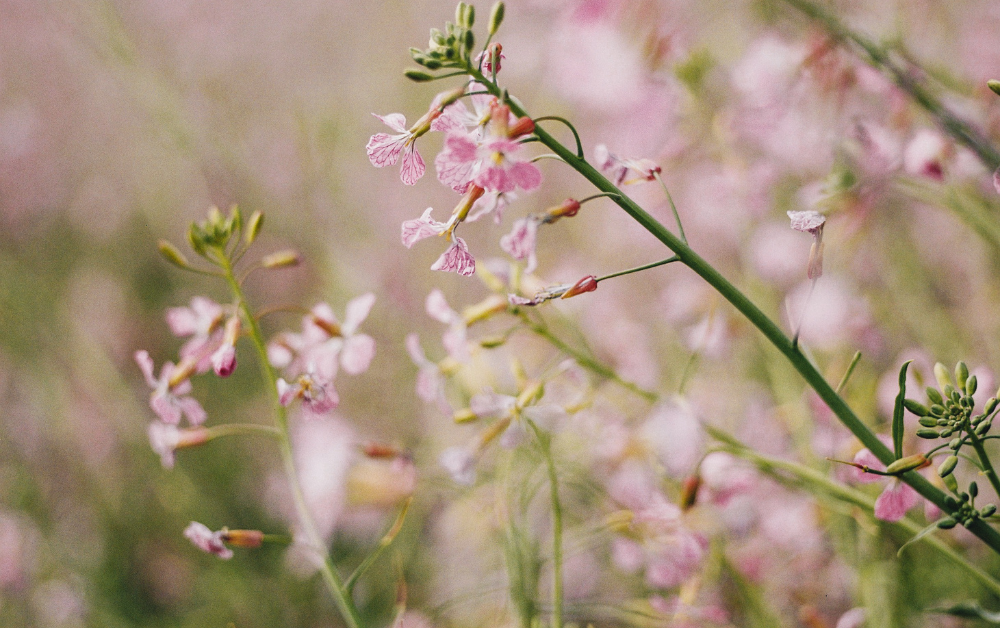 Groenbemesters zaaien