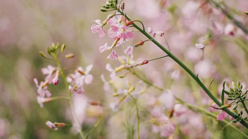 Groenbemesters zaaien Groenbemesters zaaien