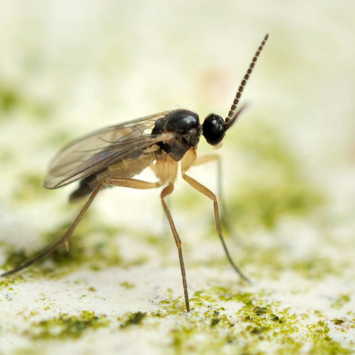 rouwvliegjes bestrijden