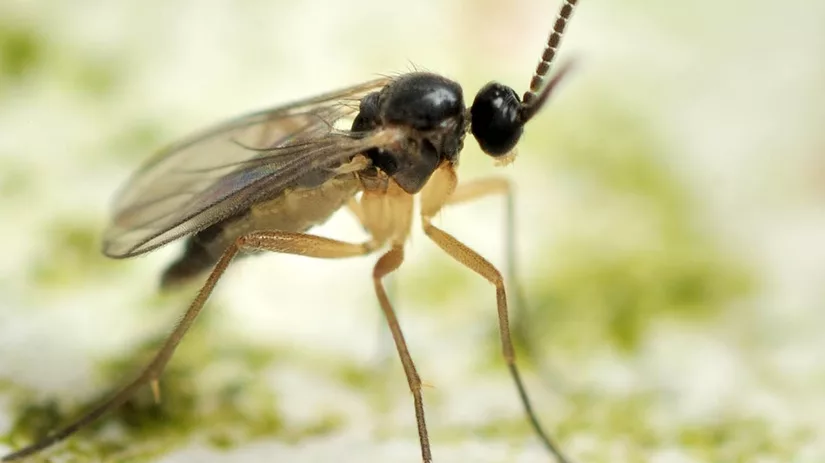 varenrouwmug-potgrondvliegje-sciaridae-fungus-gnat-fly rouwvliegjes bestrijden