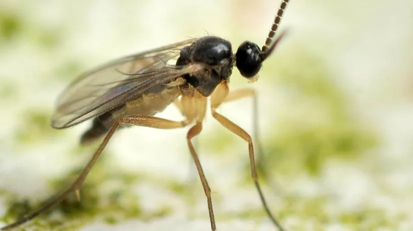 varenrouwmug-potgrondvliegje-sciaridae-fungus-gnat-fly rouwvliegjes bestrijden