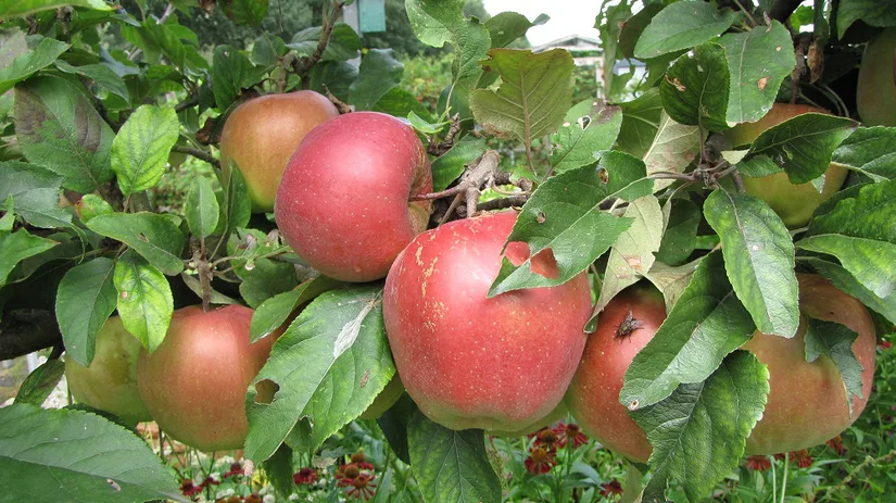 appel gloster appel gloster