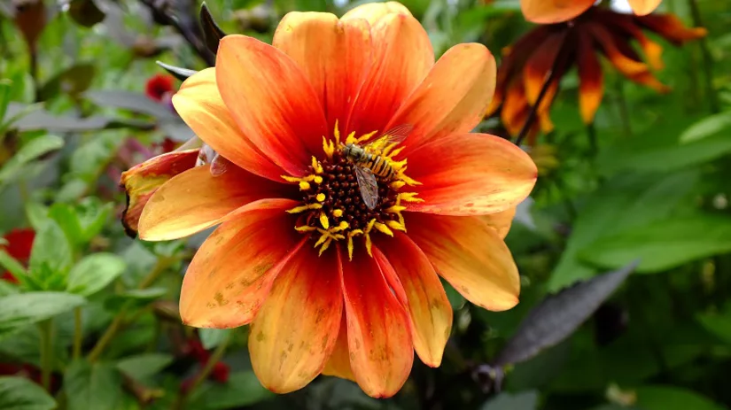 dahlia bloem dahlia bloem