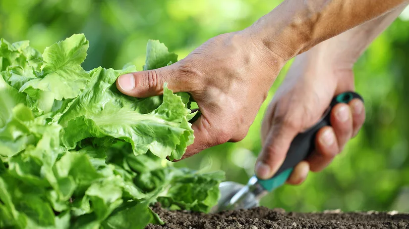 5 tips voor succes in de moestuin 5 tips voor succes in de moestuin