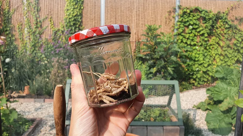 zaden winnen zaadjes tuin