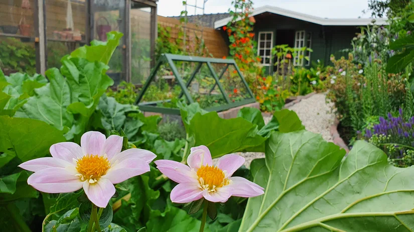 zomer-in-de-moestuin-floor-1 zomer-in-de-moestuin-floor-1