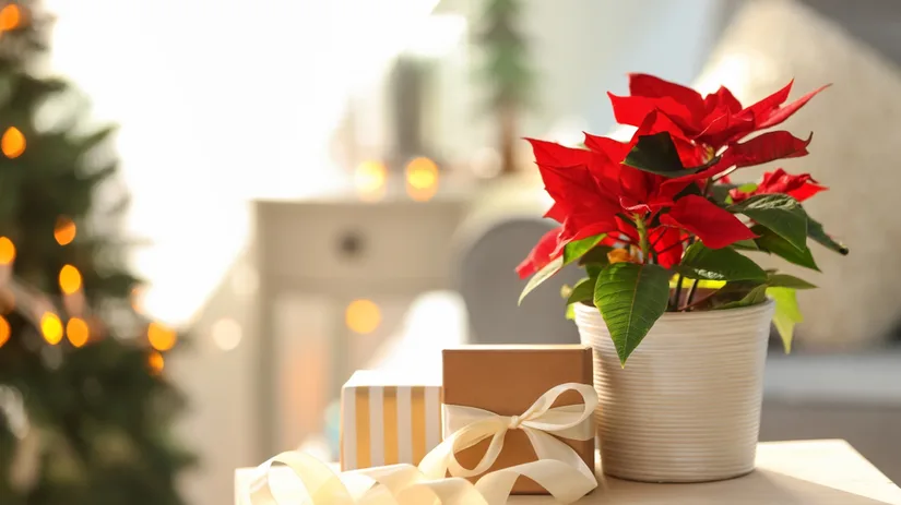 Twee leuke planten deze kerst: kerstster en kerstroos Twee leuke planten deze kerst: kerstster en kerstroos