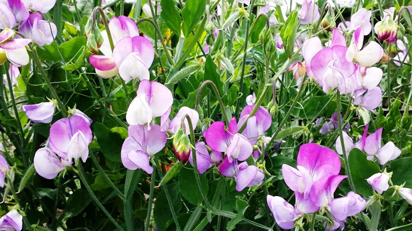 Lathyrus odoratus Pansy Lavender Flush Lathyrus odoratus Pansy Lavender Flush