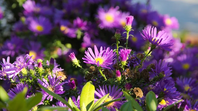 aster aster