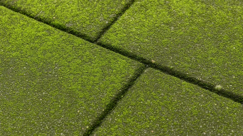 Groene aanslag op betontegels verwijderen.png Array