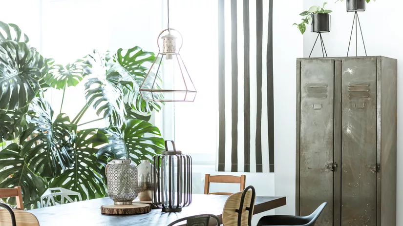 Kamerplanten voor je urban jungle Kamerplanten voor je urban jungle