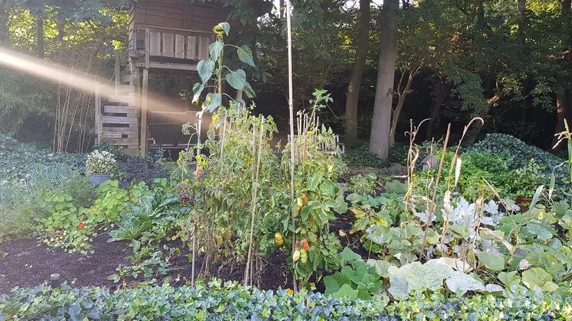 Witlof kweken Witlof kweken