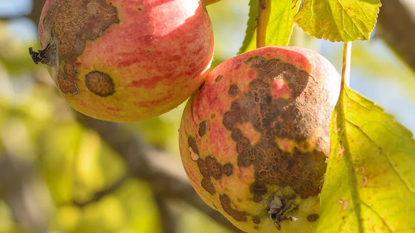 schurft-apple-mottle-disease schurft-apple-mottle-disease