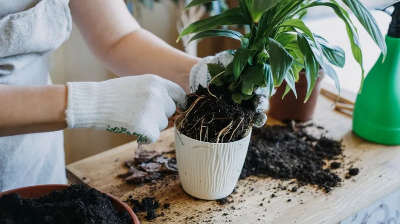 Beste potgrond kamerplanten.jpg Array