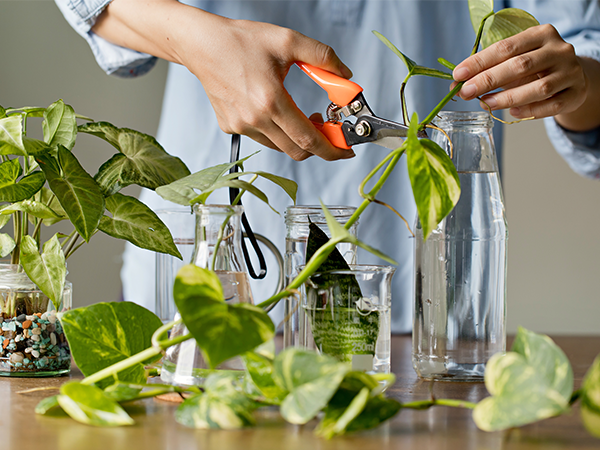 Stekken: jouw eigen plantenfamilie 