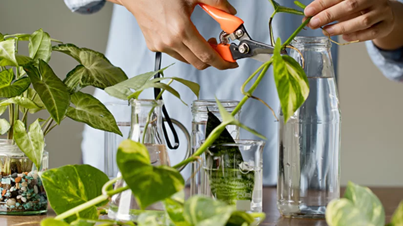 Stekken: jouw eigen plantenfamilie Stekken: jouw eigen plantenfamilie