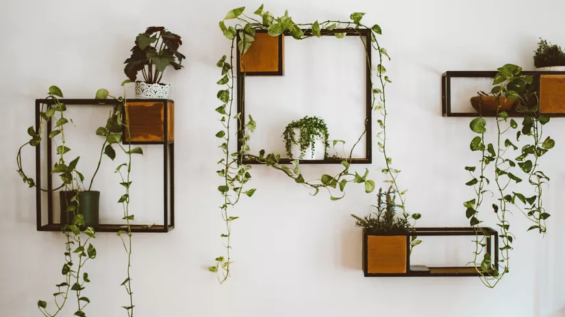Hangplanten die groeien op een schaduwrijke plek Hangplanten die groeien op een schaduwrijke plek