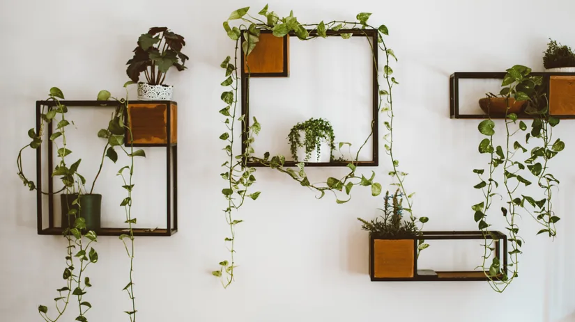 Hangplanten die groeien op een schaduwrijke plek Hangplanten die groeien op een schaduwrijke plek
