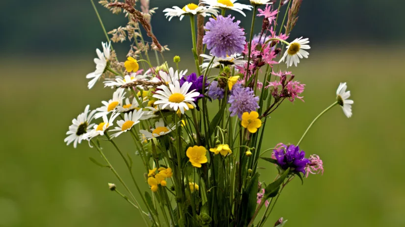 Leg je eigen pluktuin aan Leg je eigen pluktuin aan