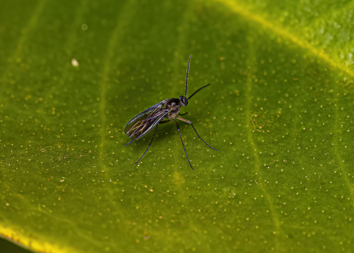 Rouwvliegjes herkennen