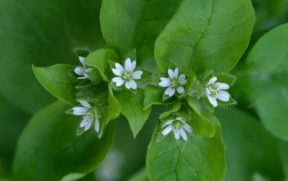 Vogelmuur onkruid herkennen