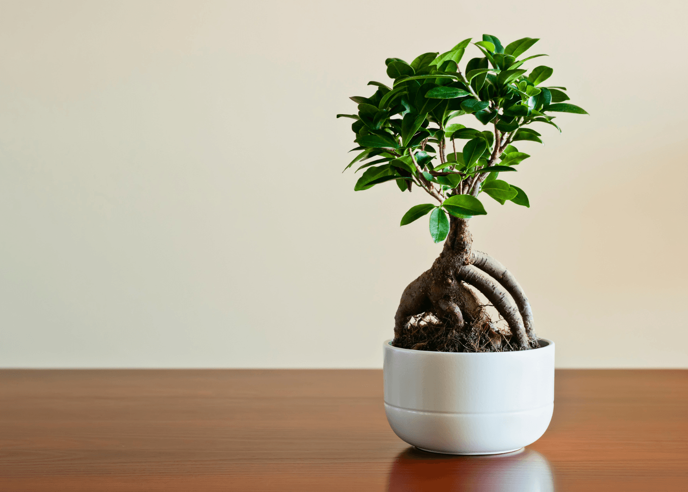 bonsai glcksbaum Bonsai mit konserviertem Moos - Glcksbaum Tischdekoration fr Zuhause
