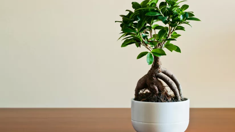 Bonsai voor beginners: de Ficus Bonsai voor beginners: de Ficus