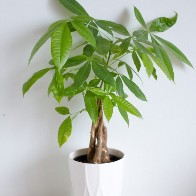 elho planters Vibes Fold Plant Pot by Elho, Modern and Elegant Design – plantandstories main image 0