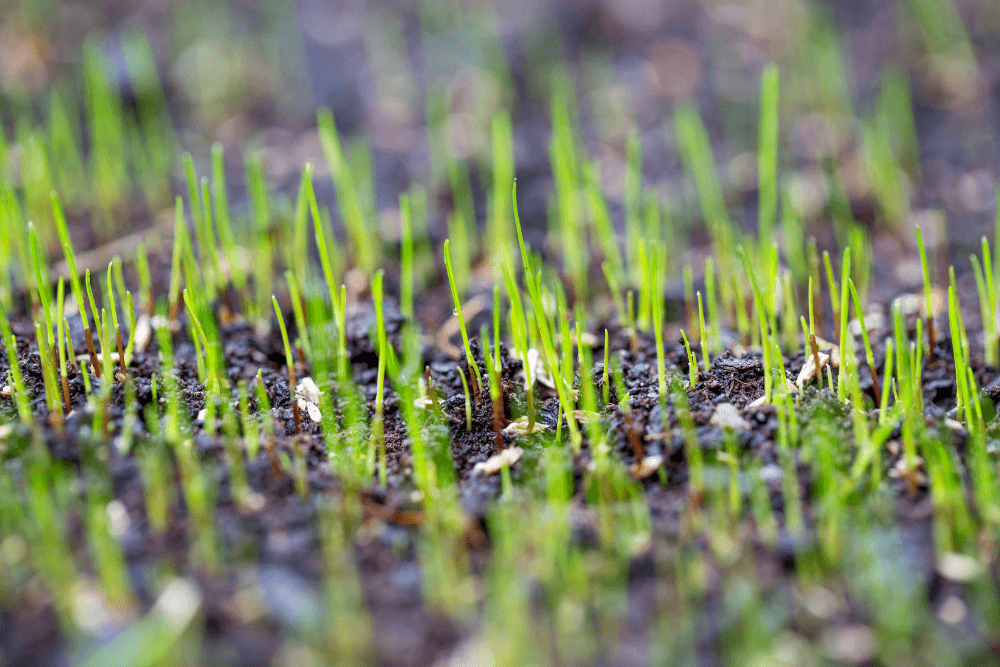 Hoelang tot graszaad ontkiemt? 