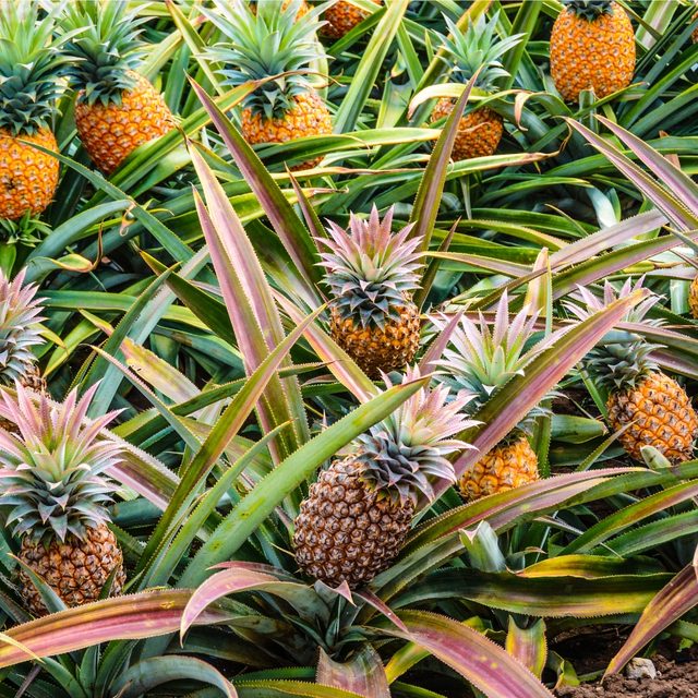 Ananasplant verzorging & tips - Pokon