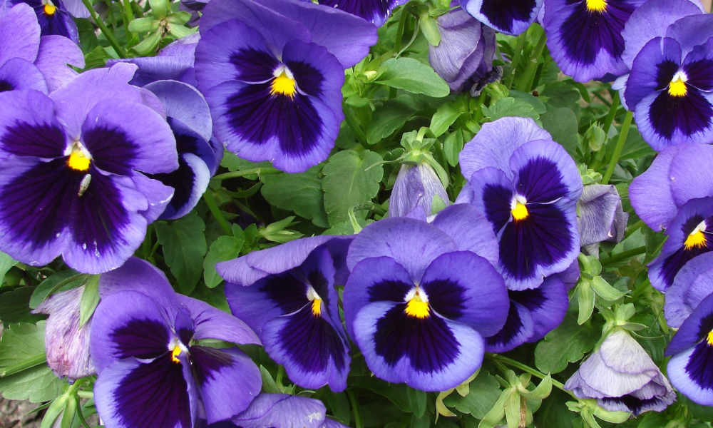 Fleur je terras en balkon op met viooltjes! 