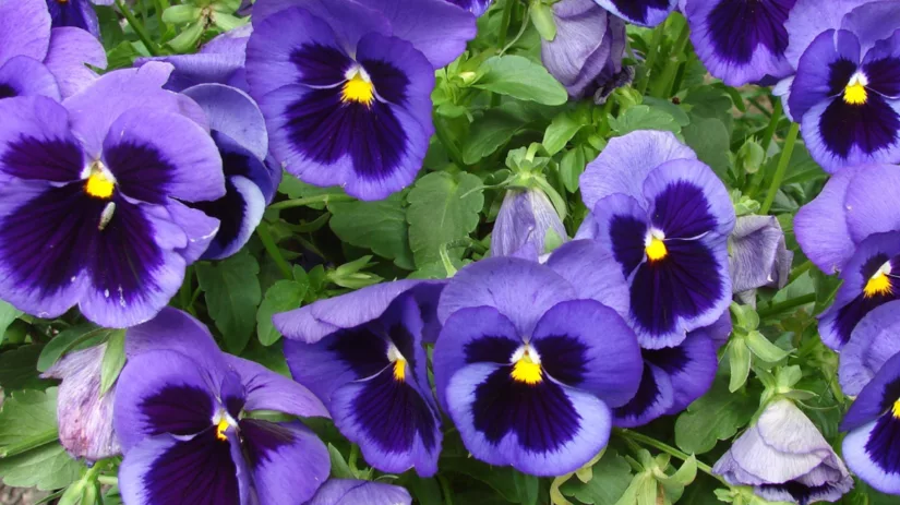 Fleur je terras en balkon op met viooltjes! Fleur je terras en balkon op met viooltjes!