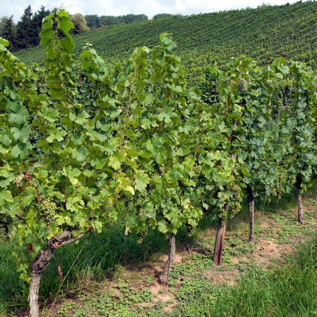 Druif planten & verzorgen - Pokon