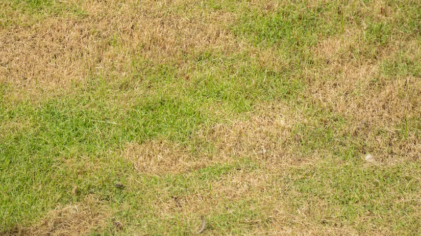 Kun je geel gras herstellen.png Kun je geel gras herstellen.png