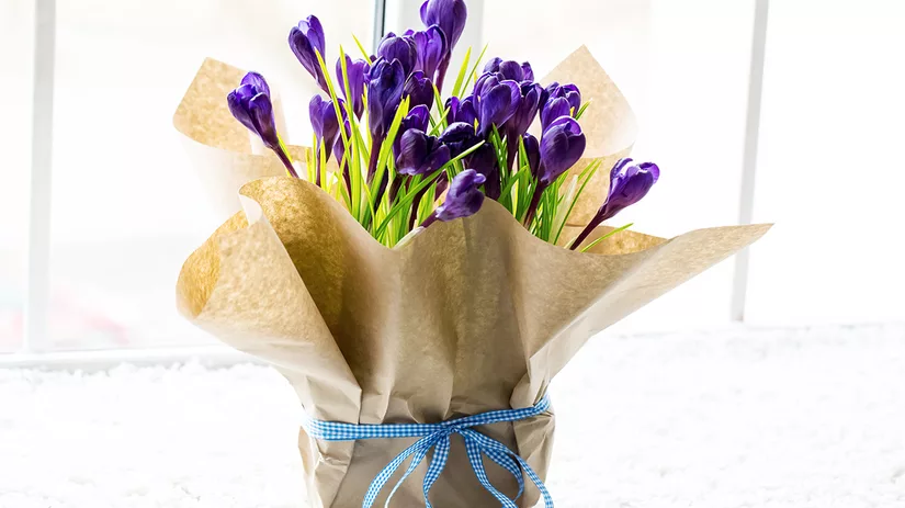 5x leuke kamerplanten voor Moederdag 5x leuke kamerplanten voor Moederdag