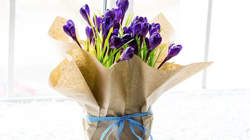 5x leuke kamerplanten voor Moederdag 5x leuke kamerplanten voor Moederdag