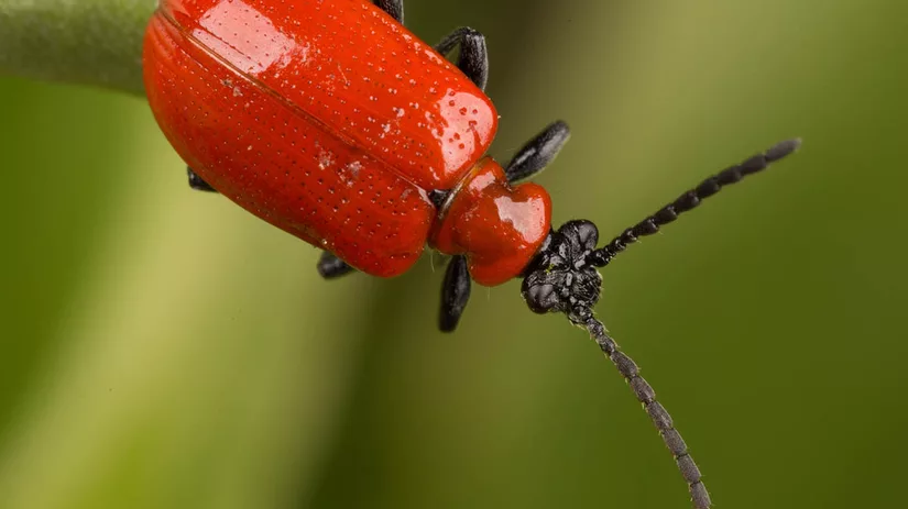 bladhaantje-leliehaantje-lilioceris-lilii-beetle bladhaantje-leliehaantje-lilioceris-lilii-beetle
