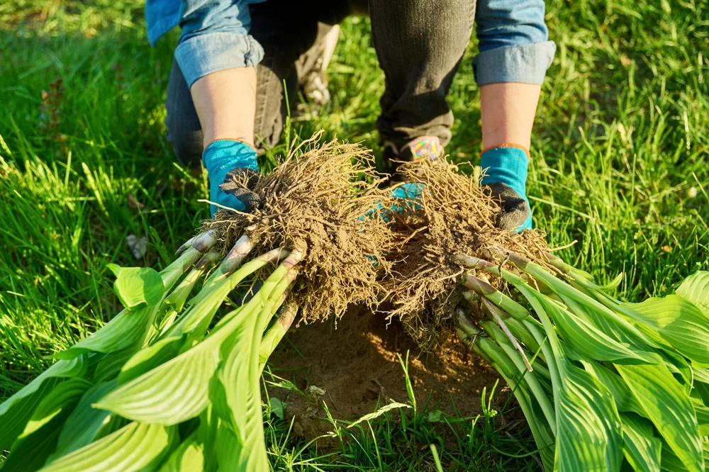 Planten scheuren: een praktische manier van vermeerdering Planten scheuren: een praktische manier van vermeerdering