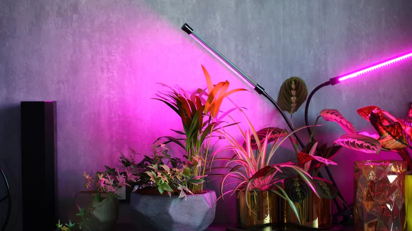 Groeilampen voor kamerplanten Groeilampen voor kamerplanten
