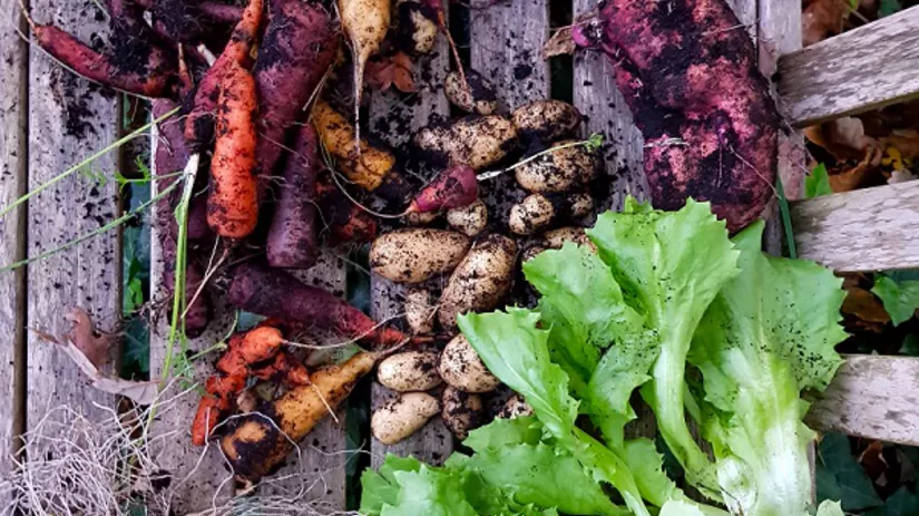 oogst december oogst december