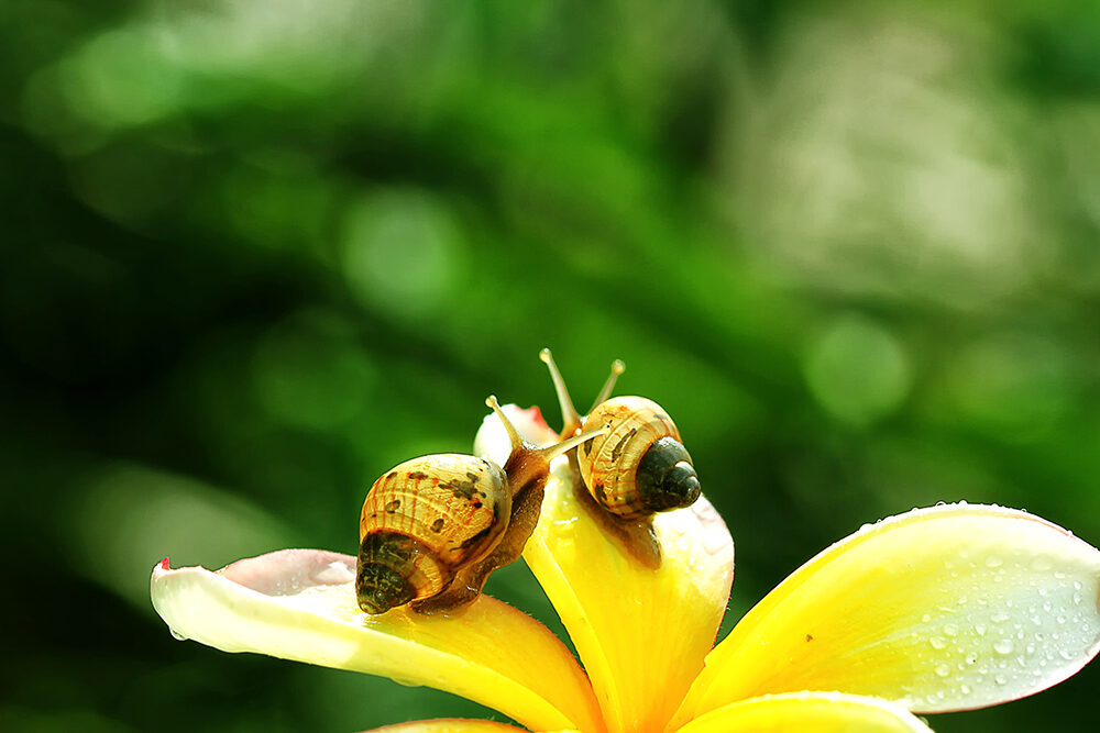 5 planten om slakken te voorkomen