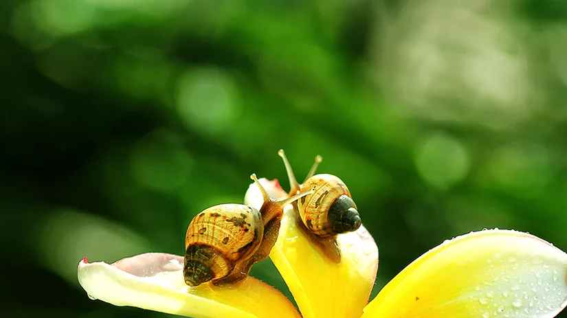 5 planten om slakken te voorkomen 5 planten om slakken te voorkomen