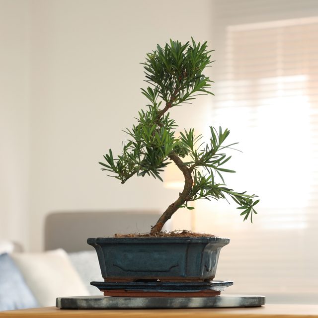 Bonsai verzorgen & snoeien - Pokon