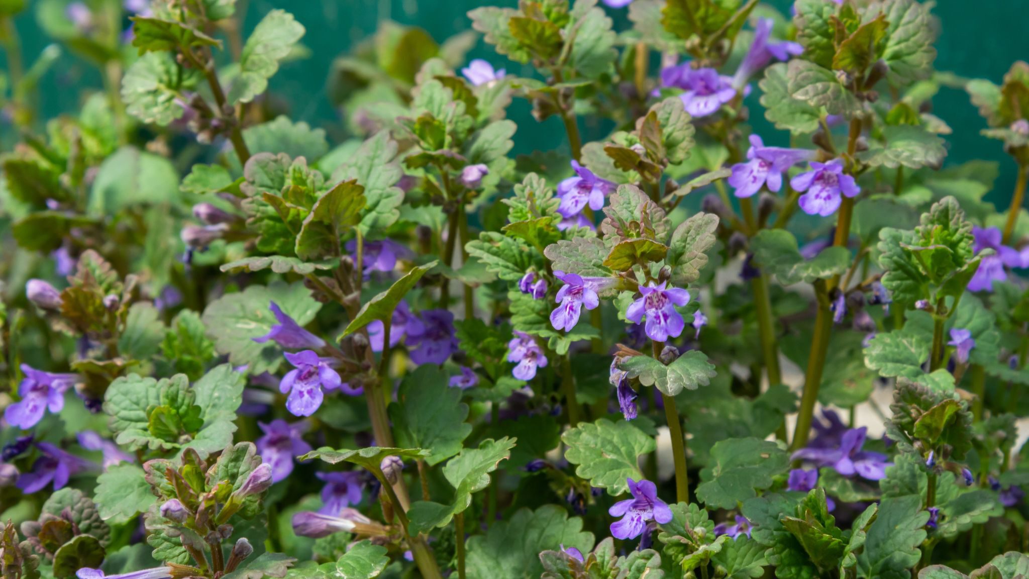 Hondsdraf in je gazon: tips om te voorkomen en te bestrijden