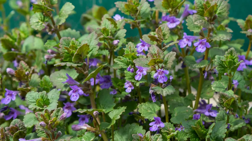 Hondsdraf in je gazon: tips om te voorkomen en te bestrijden Hondsdraf in je gazon: tips om te voorkomen en te bestrijden