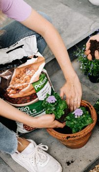 Een paarse bloeiende plant wordt door twee handen in een terracotta pot gezet, naast een open zak potgrond op een tegelvloer.

Tekst in beeld: "Pokon"